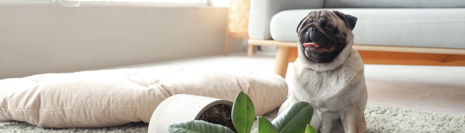 Hundehalterhaftpflicht