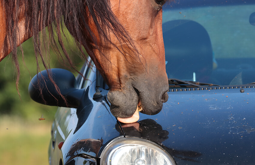 GVO Versicherung -  Pferdehaftpflicht